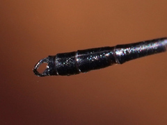 Devadatta