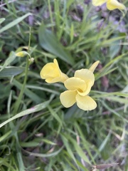 Oxalis pes-caprae