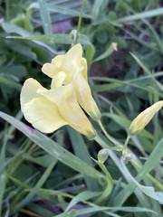 Oxalis pes-caprae