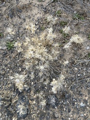 Dasyochloa pulchella