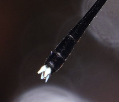 Prodasineura dorsalis