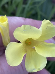 Oxalis pes-caprae