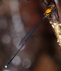 Prodasineura dorsalis