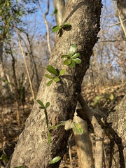 Crescentia alata