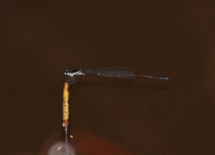 Prodasineura hyperythra