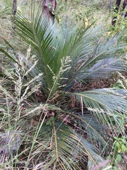 Macrozamia