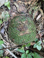 Araucaria angustifolia
