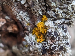 Xanthomendoza weberi