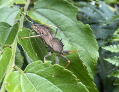 Arilus carinatus