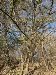 Crescentia alata