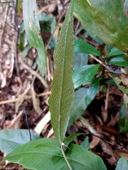 Grypothrix triphylla