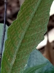 Grypothrix triphylla