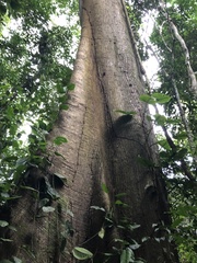 Ceiba pentandra