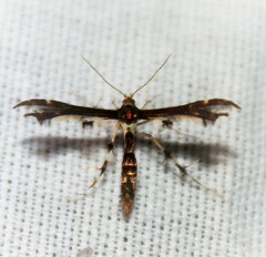 Geina tenuidactylus