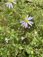 Aster oldhamii