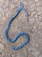 Dipsas ventrimaculata