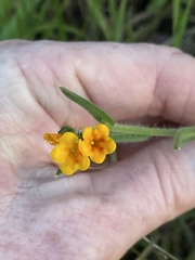 Amsinckia lycopsoides