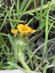 Amsinckia lycopsoides