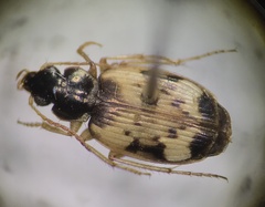 Tetragonoderus fasciatus