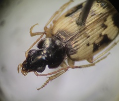 Tetragonoderus fasciatus