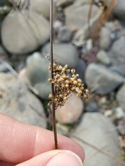 Juncus patens