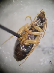 Tetragonoderus fasciatus