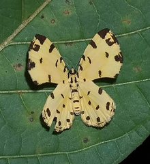 Baeotis sulphurea