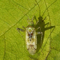Phytocoris tibialis