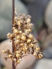 Juncus patens