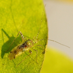 Phytocoris tibialis