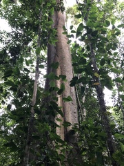 Ceiba pentandra