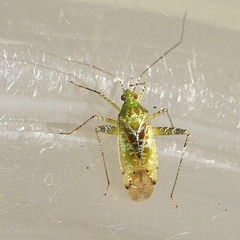 Phytocoris tibialis
