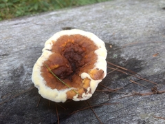 Gloeophyllum sepiarium