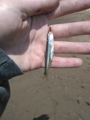 Notropis atherinoides
