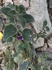 Pseudorontium cyathiferum