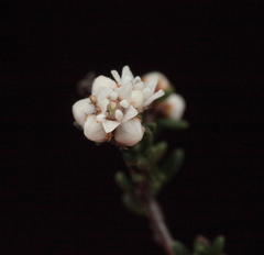 Cryptandra myriantha