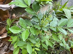 Zanthoxylum simulans