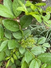 Zanthoxylum simulans