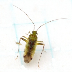 Phytocoris tibialis