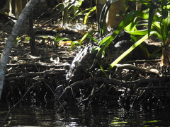 Crocodylus acutus