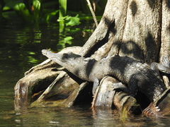 Crocodylus acutus