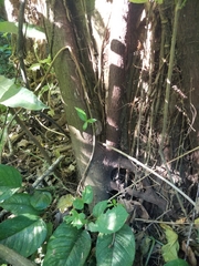 Ficus cotinifolia