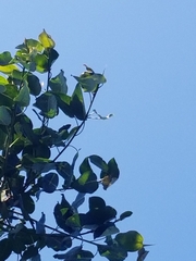Ficus cotinifolia