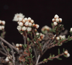 Cryptandra myriantha