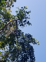 Ficus cotinifolia