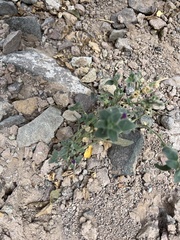 Pseudorontium cyathiferum