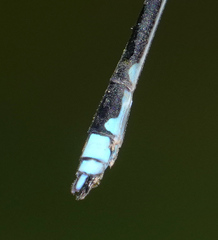 Coeliccia nigrohamata