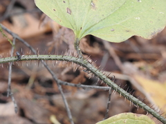 Smilax tamnoides