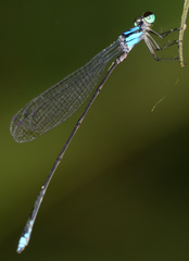 Coeliccia nigrohamata