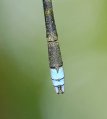 Coeliccia nigrohamata